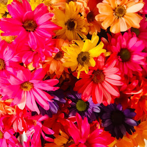 Meet your Posher, Rachiel